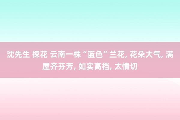 沈先生 探花 云南一株“蓝色”兰花， 花朵大气， 满屋齐芬芳， 如实高档， 太情切