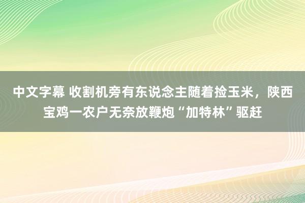 中文字幕 收割机旁有东说念主随着捡玉米，陕西宝鸡一农户无奈放鞭炮“加特林”驱赶