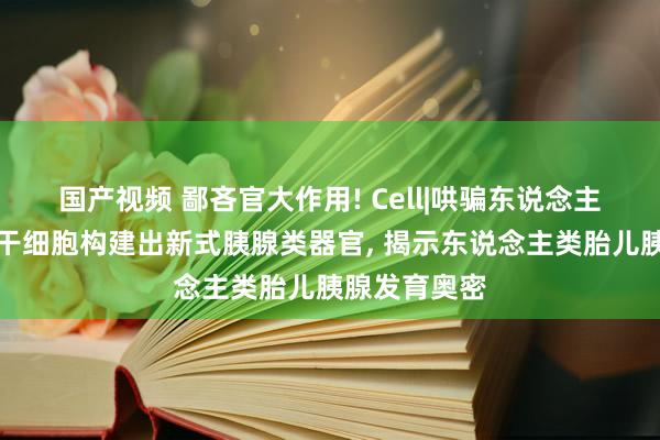 国产视频 鄙吝官大作用! Cell|哄骗东说念主类胎儿胰腺干细胞构建出新式胰腺类器官， 揭示东说念主类胎儿胰腺发育奥密